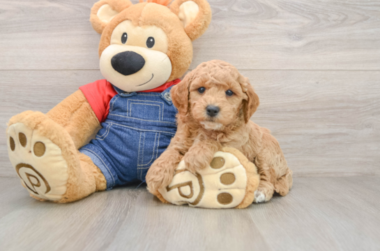 Energetic Golden Doodle Poodle Mix Puppy