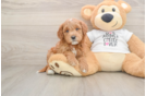 Popular Mini Goldendoodle Poodle Mix Pup