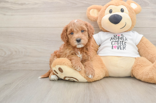Popular Mini Goldendoodle Poodle Mix Pup