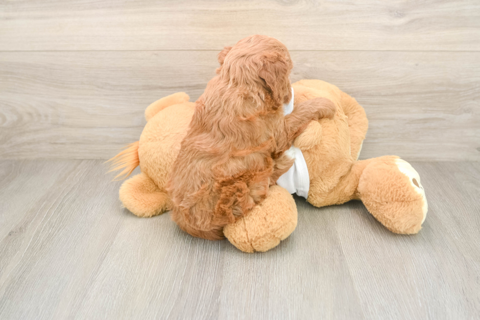 Petite Mini Goldendoodle Poodle Mix Pup