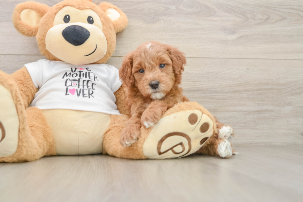 Little Mini Goldenpoo Poodle Mix Puppy