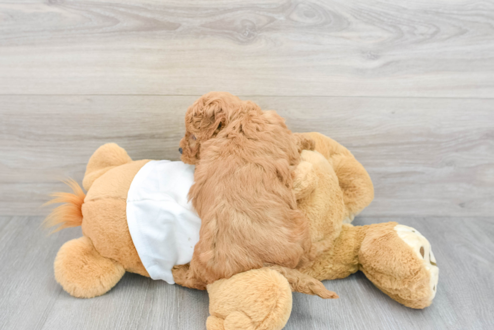 Funny Mini Goldendoodle Poodle Mix Pup