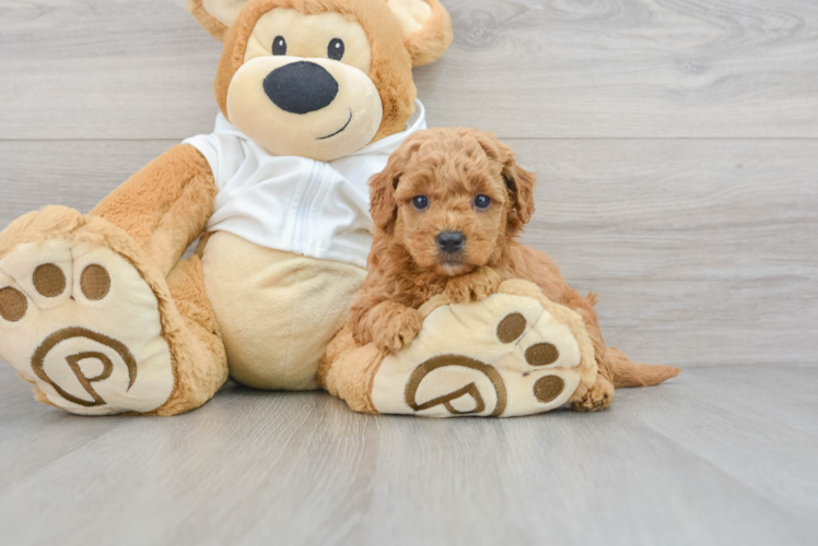 Friendly Mini Goldendoodle Baby