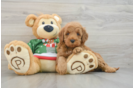 Mini Goldendoodle Puppy for Adoption