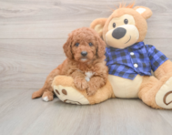 6 week old Mini Goldendoodle Puppy For Sale - Florida Fur Babies