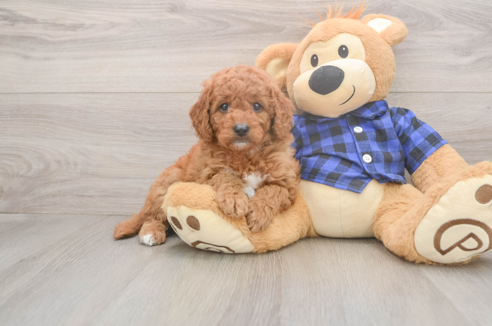 6 week old Mini Goldendoodle Puppy For Sale - Florida Fur Babies