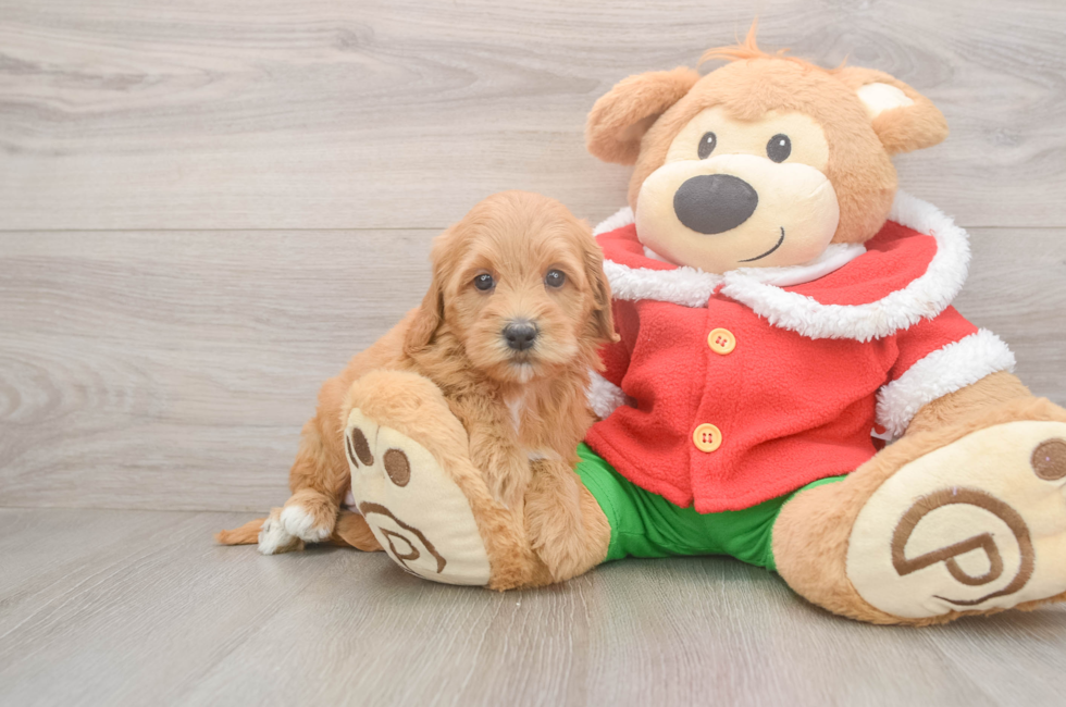 5 week old Mini Goldendoodle Puppy For Sale - Florida Fur Babies