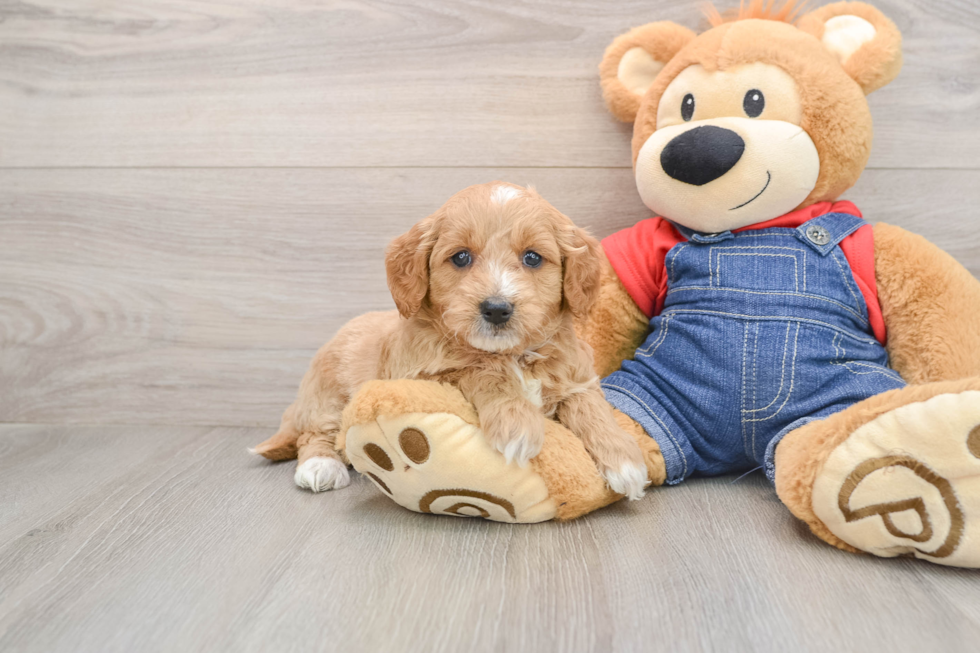 Smart Mini Goldendoodle Poodle Mix Pup