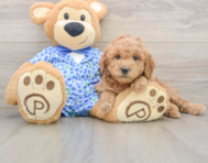 6 week old Mini Goldendoodle Puppy For Sale - Florida Fur Babies