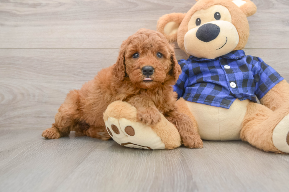 Friendly Mini Goldendoodle Baby