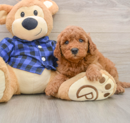 7 week old Mini Goldendoodle Puppy For Sale - Florida Fur Babies