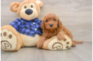 Playful Mini Groodle Poodle Mix Puppy