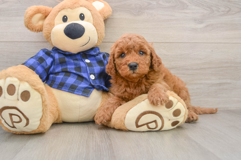 Playful Mini Groodle Poodle Mix Puppy