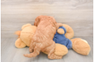 Mini Goldendoodle Pup Being Cute