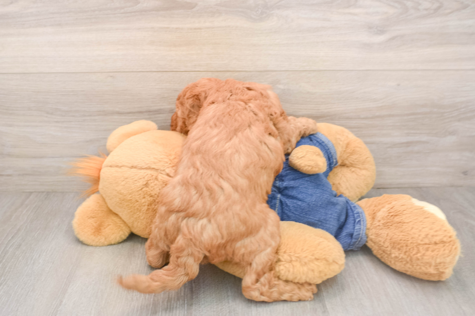 Mini Goldendoodle Pup Being Cute