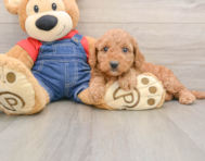 8 week old Mini Goldendoodle Puppy For Sale - Florida Fur Babies