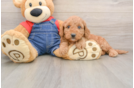 Mini Goldendoodle Pup Being Cute