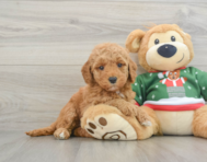 7 week old Mini Goldendoodle Puppy For Sale - Florida Fur Babies