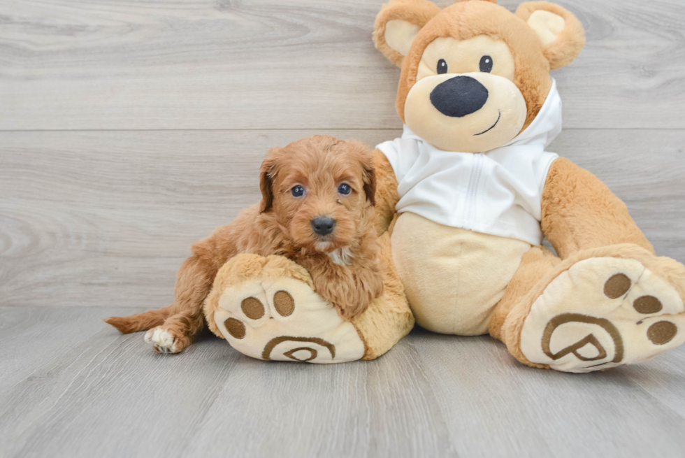 Best Mini Goldendoodle Baby