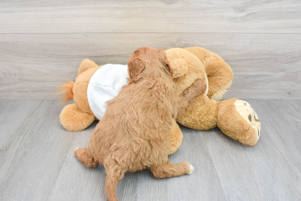 Smart Mini Goldendoodle Poodle Mix Pup