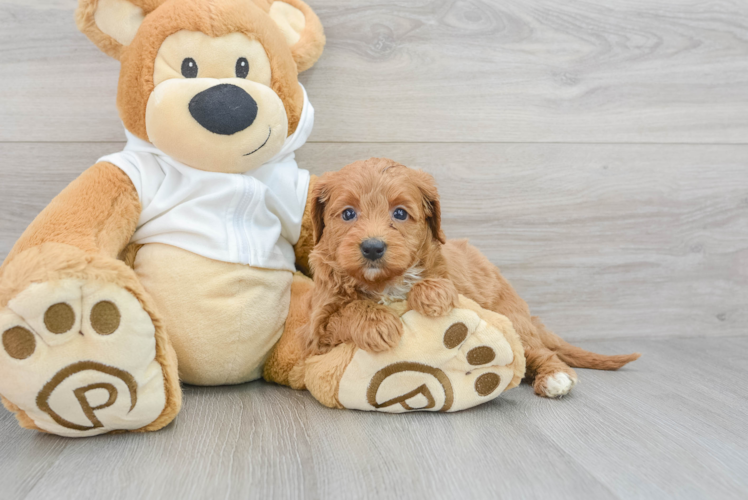 Hypoallergenic Golden Retriever Poodle Mix Puppy