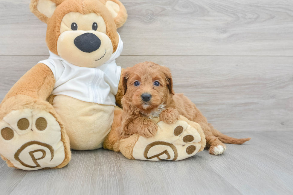 Hypoallergenic Golden Retriever Poodle Mix Puppy