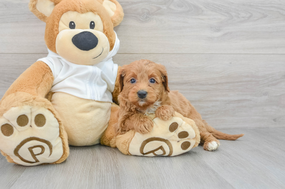 5 week old Mini Goldendoodle Puppy For Sale - Florida Fur Babies