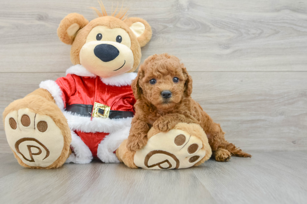 6 week old Mini Goldendoodle Puppy For Sale - Florida Fur Babies