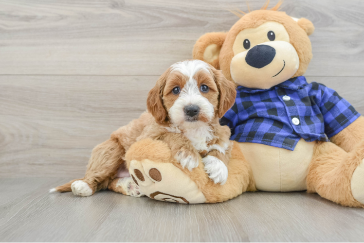 Mini Goldendoodle Pup Being Cute