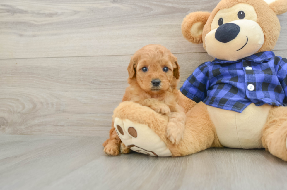 6 week old Mini Goldendoodle Puppy For Sale - Florida Fur Babies