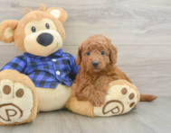 8 week old Mini Goldendoodle Puppy For Sale - Florida Fur Babies