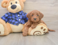 7 week old Mini Goldendoodle Puppy For Sale - Florida Fur Babies