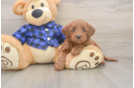 Little Mini Goldenpoo Poodle Mix Puppy