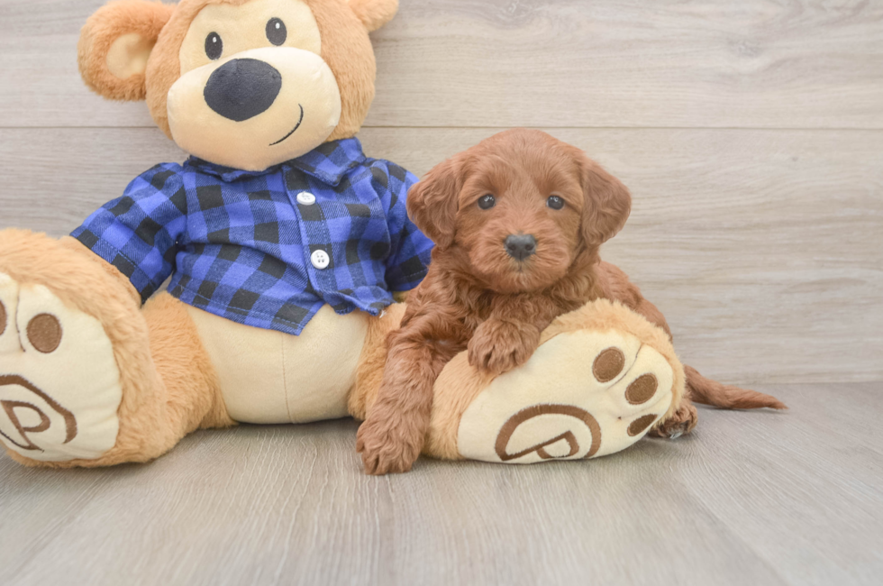 5 week old Mini Goldendoodle Puppy For Sale - Florida Fur Babies