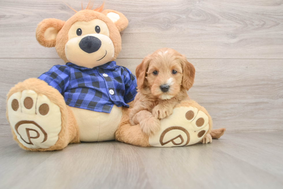 Small Mini Goldendoodle Baby