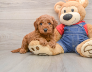 12 week old Mini Goldendoodle Puppy For Sale - Florida Fur Babies