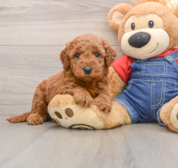 6 week old Mini Goldendoodle Puppy For Sale - Florida Fur Babies