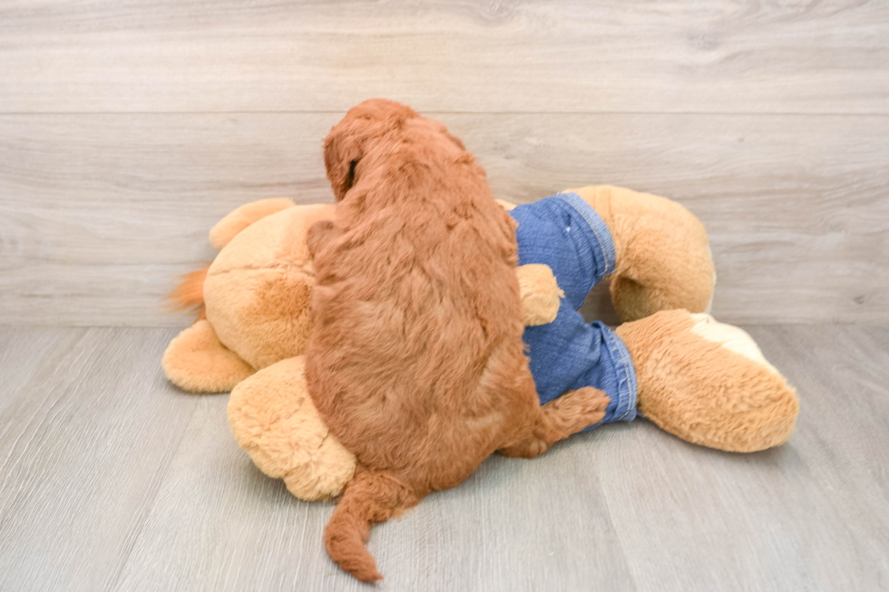 Cute Mini Goldendoodle Baby
