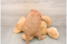 Adorable Golden Retriever Poodle Mix Poodle Mix Puppy