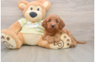 Sweet Mini Goldendoodle Baby