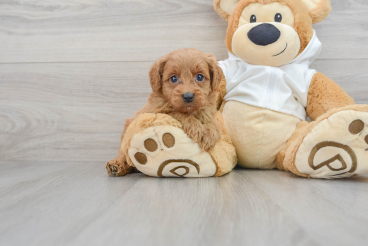 Small Mini Goldendoodle Baby