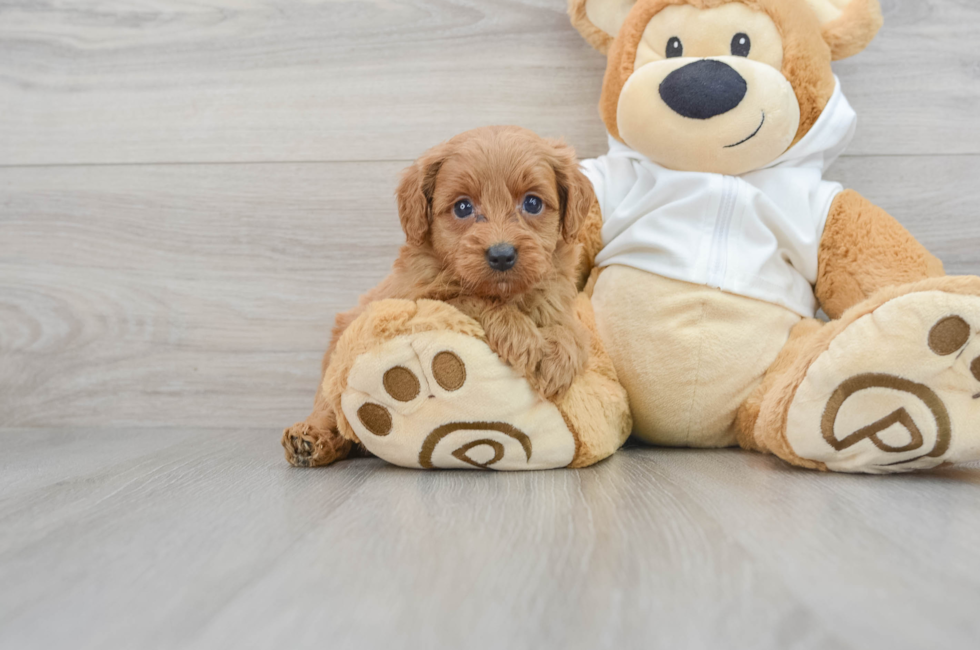 5 week old Mini Goldendoodle Puppy For Sale - Florida Fur Babies