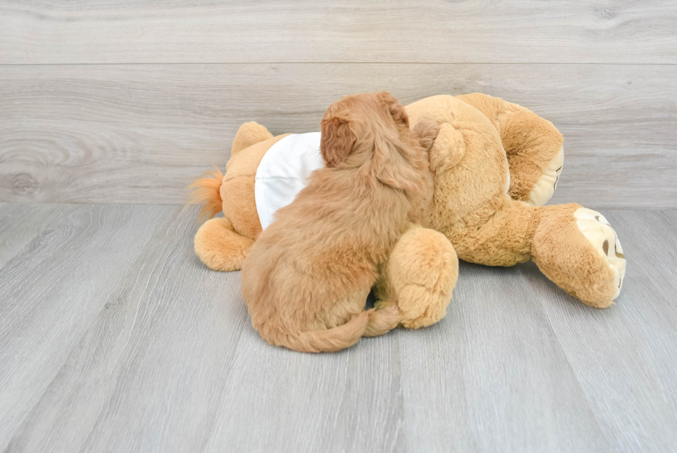 Mini Goldendoodle Pup Being Cute