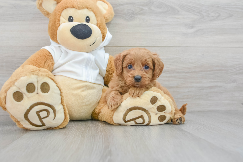 Best Mini Goldendoodle Baby