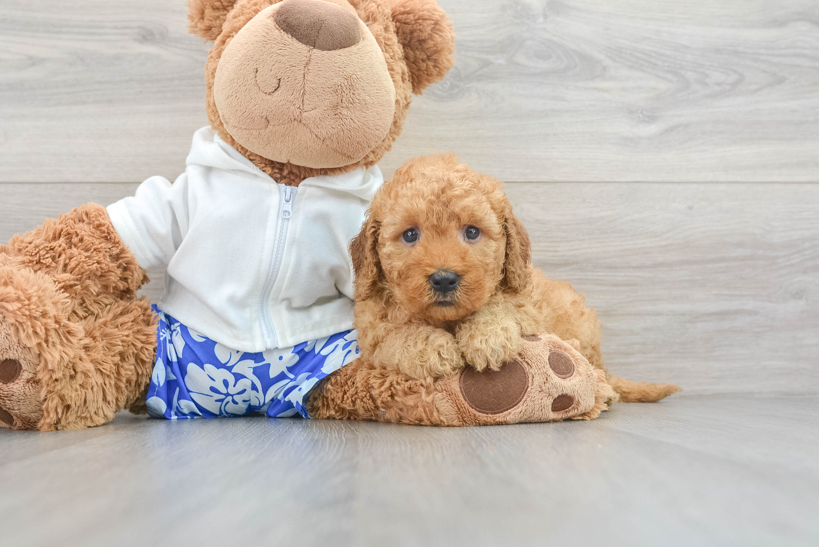 Mini Goldendoodle Puppy for Adoption