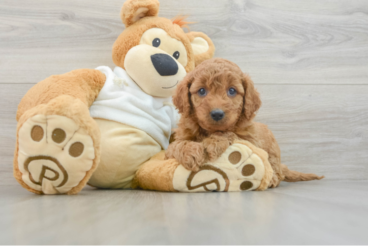 Best Mini Goldendoodle Baby