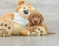 8 week old Mini Goldendoodle Puppy For Sale - Florida Fur Babies