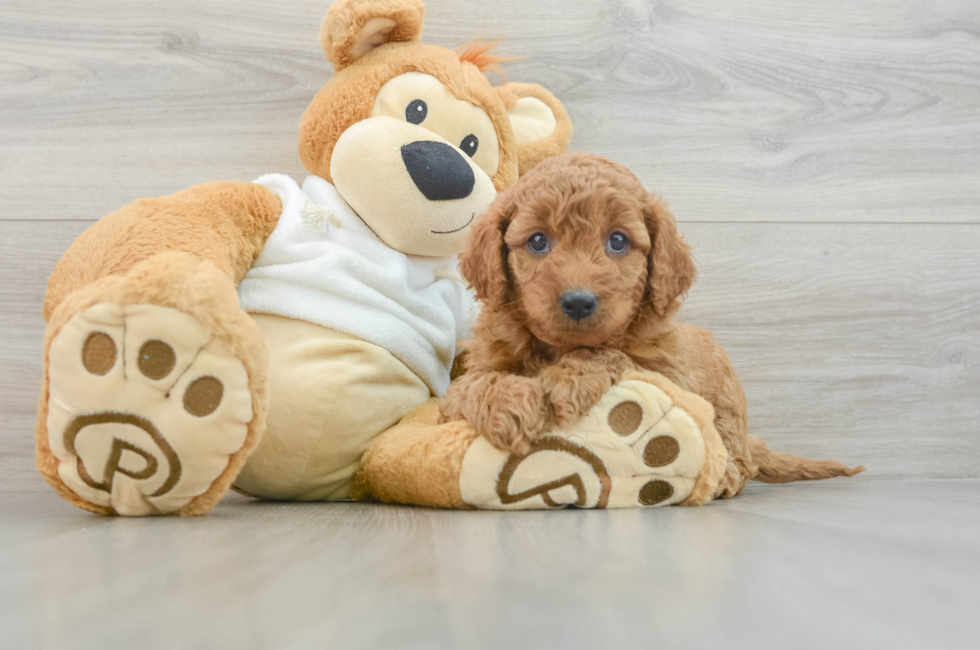 8 week old Mini Goldendoodle Puppy For Sale - Florida Fur Babies