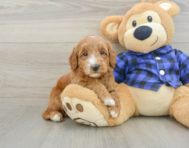 7 week old Mini Goldendoodle Puppy For Sale - Florida Fur Babies