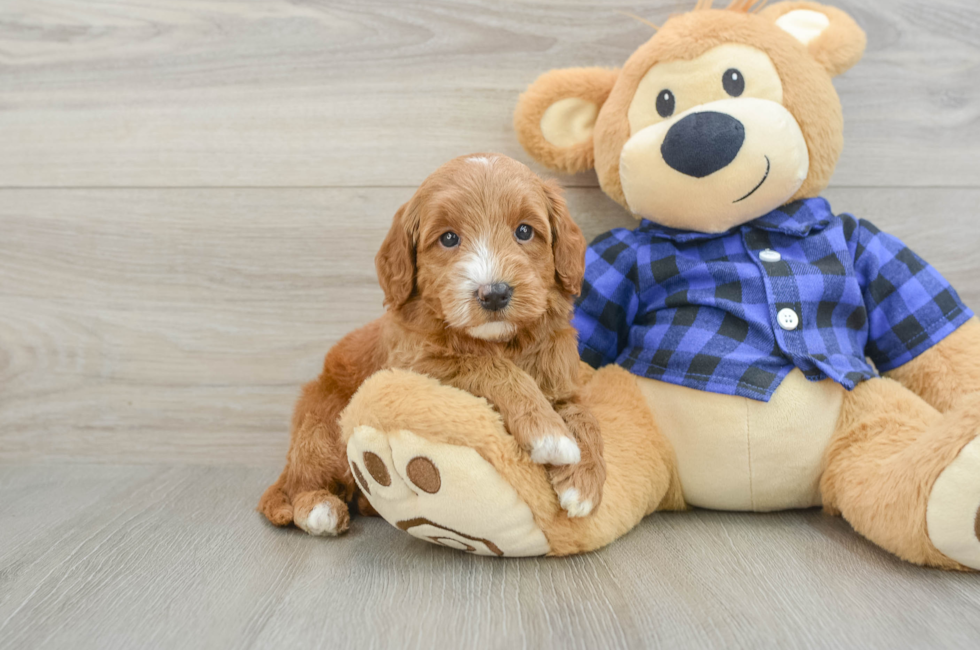 6 week old Mini Goldendoodle Puppy For Sale - Florida Fur Babies